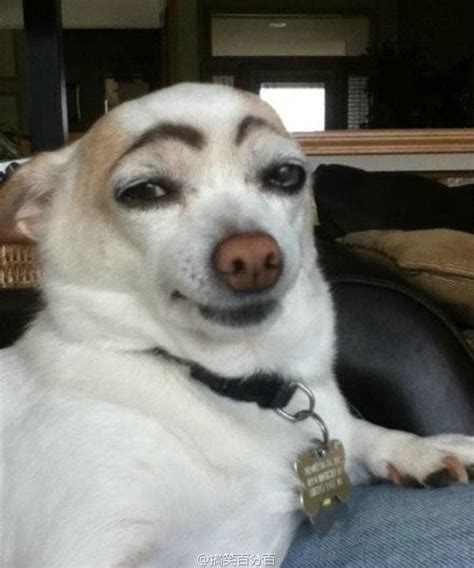 What are you looking at? | Dogs with Eyebrows | Know Your Meme