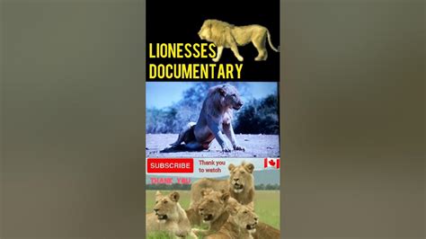 Lionesses documentary. - YouTube