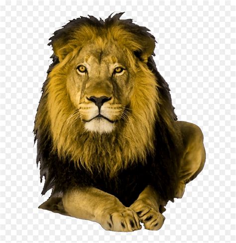 Lion Front Face Png, Transparent Png - vhv