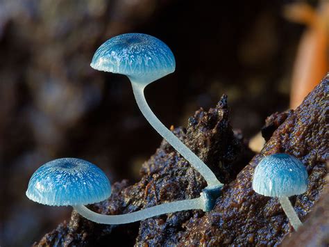 Photographs Of Trippy Australian Mushrooms By Steve Axford