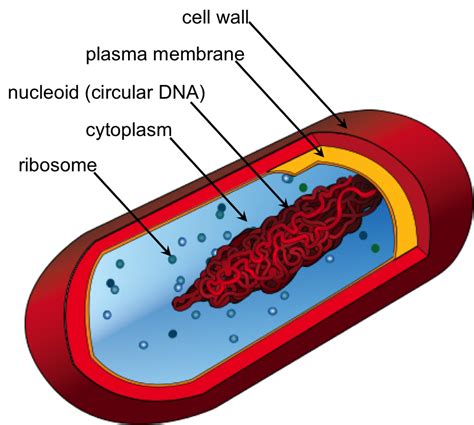 The Cell — The Biology Primer