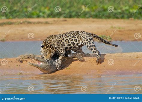 Jaguar Attacking Cayman Stock Photo - Image: 44610889