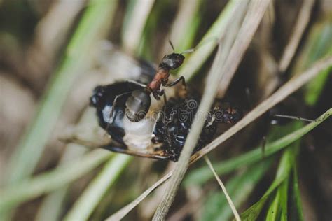 Some Ants Eating an Insect. Stock Image - Image of closeup, wildlife ...