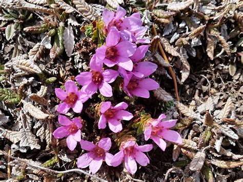 Roter Steinbrech (Pflanzen von Abisko National Park) · iNaturalist