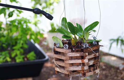 How to Repot An Orchid? a Complete Guide - Happy House Garden