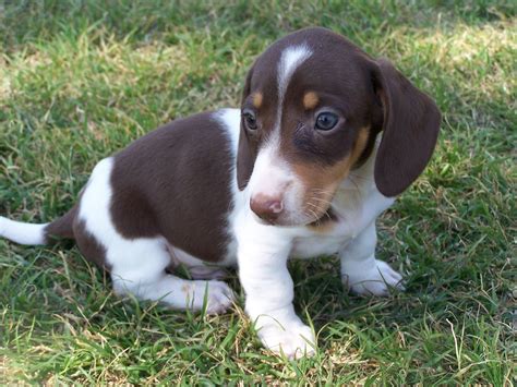 Pin on Dachshunds...and other pups!