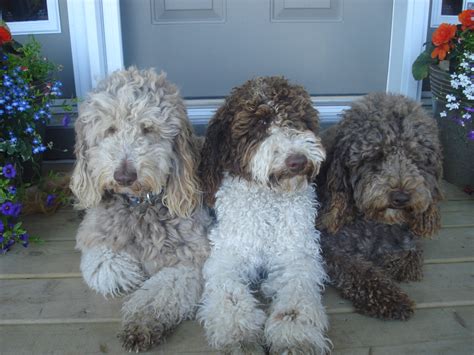 Labradoodle Colours and Patterns Explained – Van Isle Labradoodles