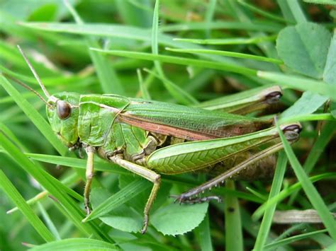 Omocestus viridulus (Linnaeus, 1758)Common Green Grasshopper | Orthoptera & Allied Insects