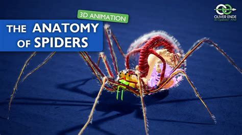 The fantastic anatomy of spiders - all you have to know - YouTube