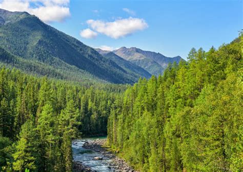 Taiga Forest Stock Photos, Pictures & Royalty-Free Images - iStock