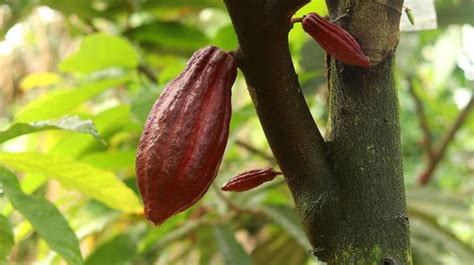 Cocoa Plantation Stock Photos, Images and Backgrounds for Free Download