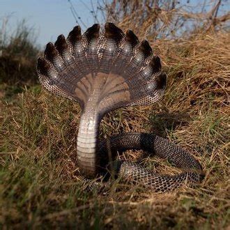 Ten(10) headed hooded cobra found in Jaffna, Sri Lanka