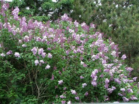 FEARLESS NESTING: Late-Blooming Lilacs