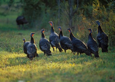 Maynard Life Outdoors and Hidden History of Maynard: Wild turkeys in ...