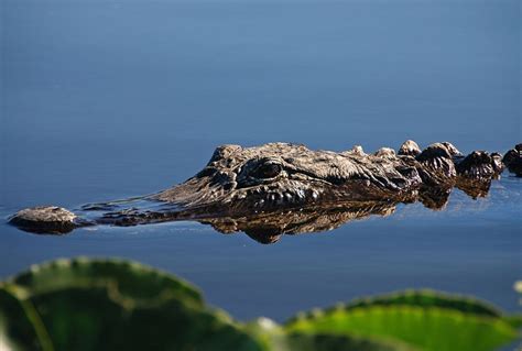 Gator hunting applications booming, thanks to reality TV. - Central ...