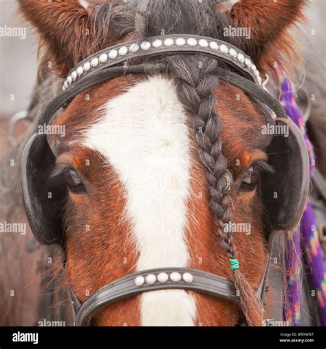 Portrait of a Clydesdale horse with braided mane, wearing harness Stock Photo, Royalty Free ...