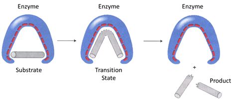 Bond Strain - Creative Enzymes