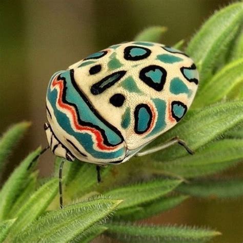 Beautiful African Bug Looks Like A Picasso Painting | Insects, Weird ...