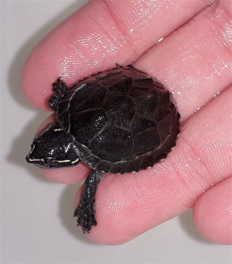 My Baby Musk Turtle ♡ | Musk turtle, Turtle, Musk