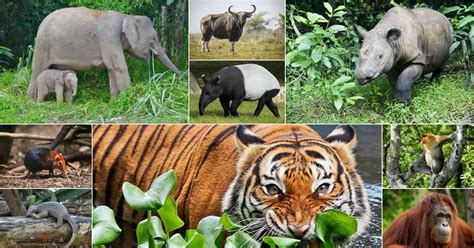 Endangered Animals In Malaysia