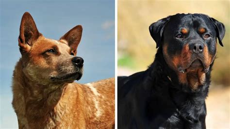 Red Heeler Rottweiler Mix - The Rottweiler Expert Site