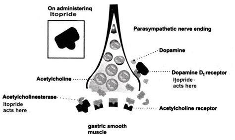 A REVIEW: DETERMINATION OF ITOPRIDE HYDROCHLORIDE IN BIOLOGICAL FLUID AND PHARMACEUTICAL DOSAGE ...