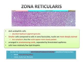 Zona Fasciculata Histology