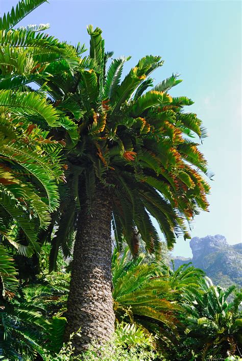 Encephalartos woodii | An extremely rare cycad, extinct in t… | Flickr