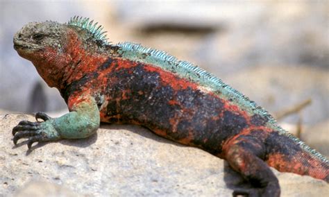 Marine Iguana | Species | WWF