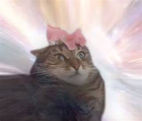 Cat Flower On Head Blank Template - Imgflip