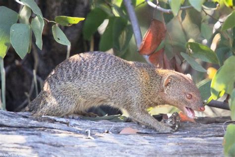 Hawaii Mongoose - Maui Animal of the Month