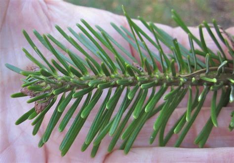 Spruce and Fir tree leaves - Tree Guide UK Spruce and fir tree ID