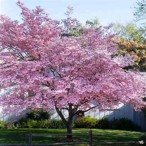 Pink Flowering Dogwood — Green Acres Nursery & Supply