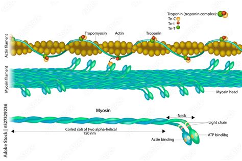 Grafika wektorowa Stock: Actin filament and Myosin filament. Structure ...