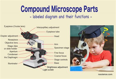 Compound Microscope Parts Labeled Diagram And Their Functions Rs ...