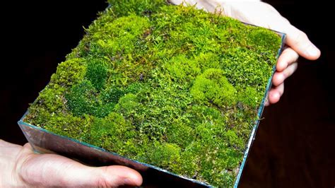 Making a Moss Garden from Scratch (Satisfying & Relaxing) - YouTube