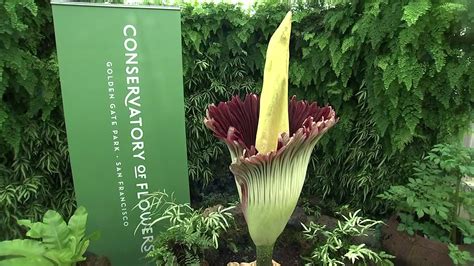 What does the corpse flower smell like to you? | abc7news.com