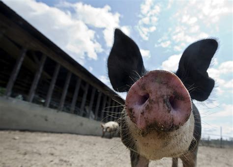 Pictures: Hog farming in Windsor - Daily Press