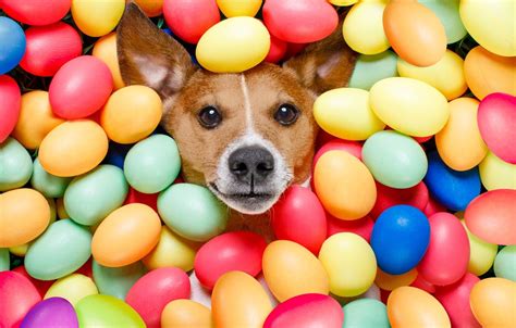 Easter Puppies And Dogs Wallpapers - Wallpaper Cave