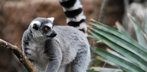 Oakland Zoo | Ring-Tailed Lemur