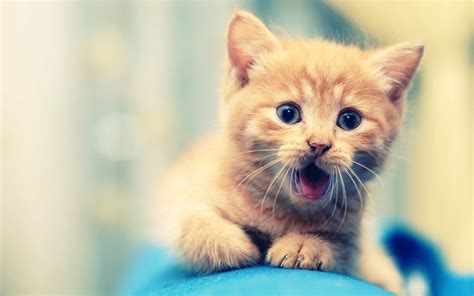 Cute Cat 2 Wallpaper,HD Animals Wallpapers,4k Wallpapers,Images ...