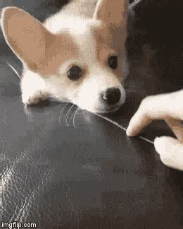 Dog Doggo GIF - Dog Doggo Boop - Discover & Share GIFs