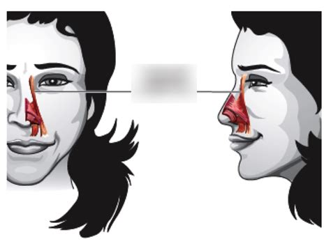 nose muscles diagram Diagram | Quizlet