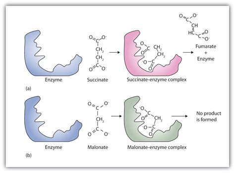 18.8 Enzyme Inhibition | The Basics of General, Organic, and Biological Chemistry