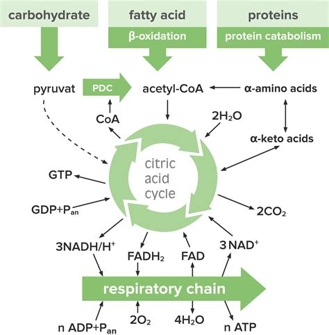 Citric Acid Cycle (CAC; Tricarboxyl Acid Cycle; Krebs Cycle)