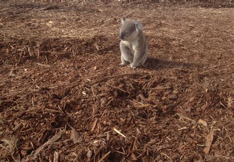 Deforestation and animals - Help Save The Trees