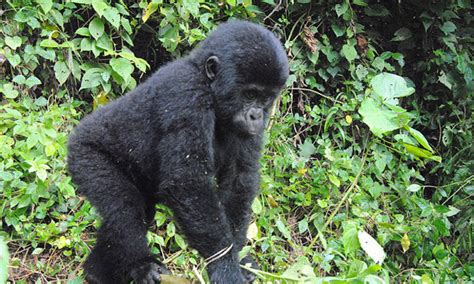 Mountain Gorilla Conservation in Uganda |Bwindi forest National Park