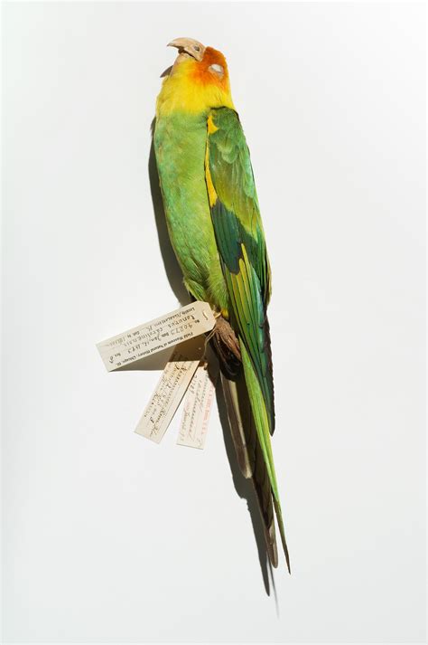 Carolina Parakeet - Conuropsis carolinensis - Extinction photography