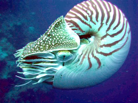 File:Nautilus side.jpg - Wikimedia Commons