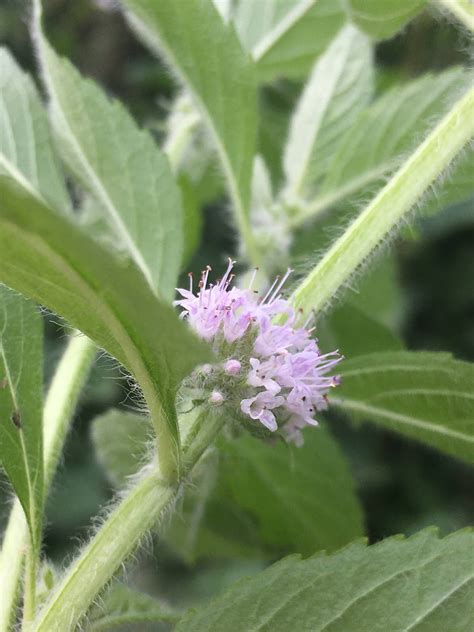 Wild Herb Ways: Bugle weed, Lycopus